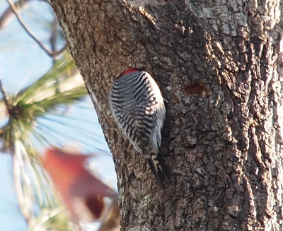 [This is the back view of the woodpecker with only a bit of red on the back of its head visible because the rest of the head is inside the tree.]